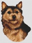 (image for) Norwich Terrier - Black and Tan